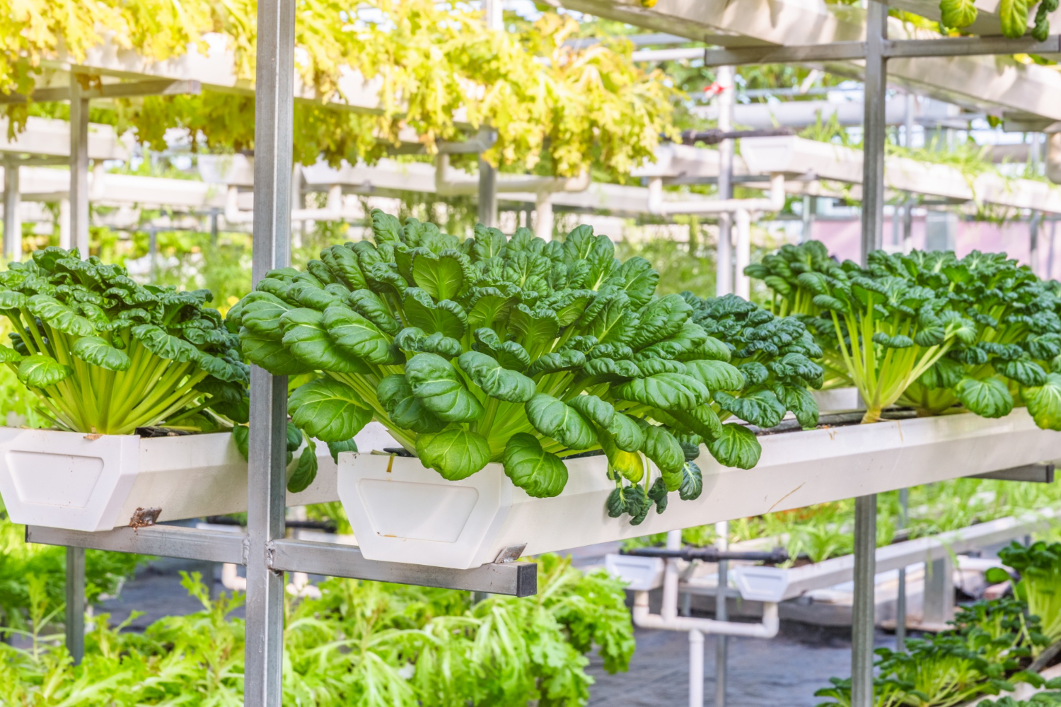 hydroponic farm